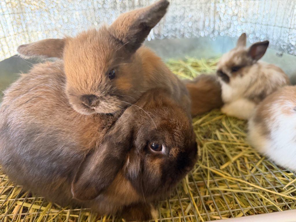 Litter photo