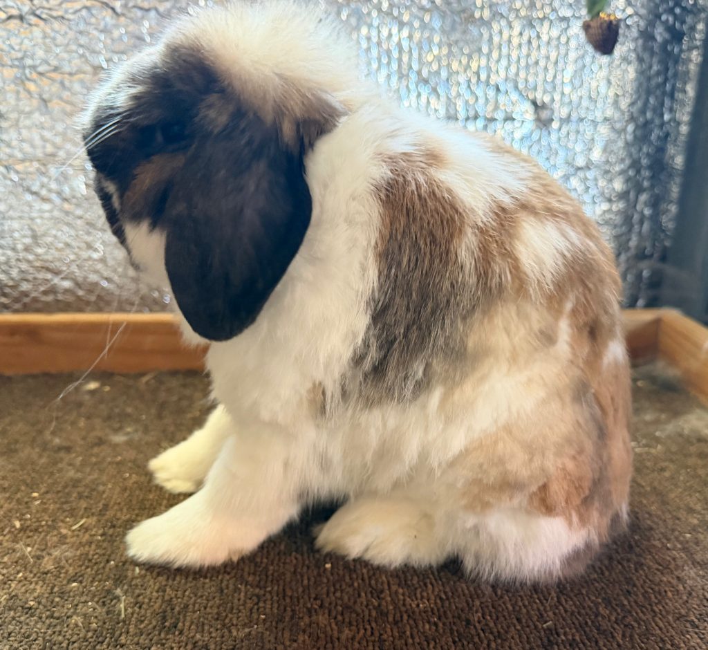 TBB Mocha