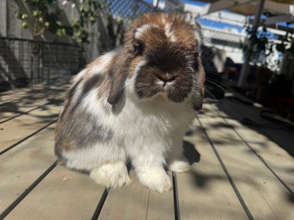 One of our Hollands on the deck