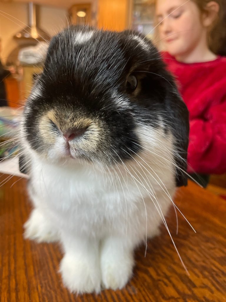Oreo