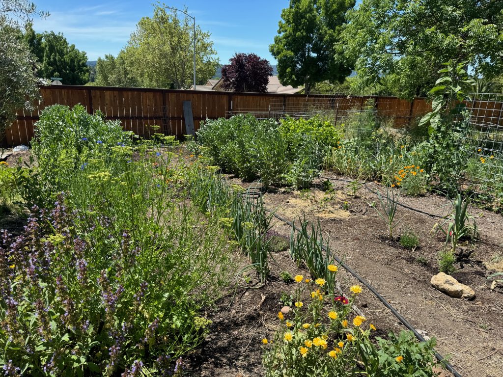 Our backyard garden