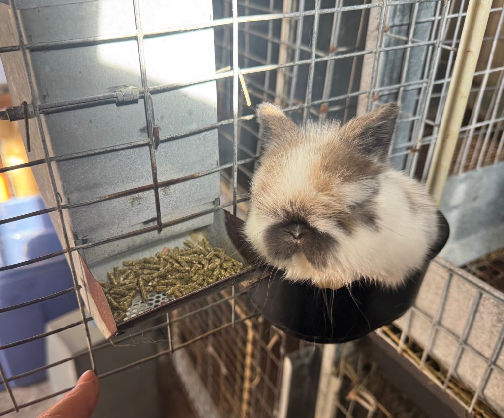 Baby Holland Lop kit in the cage