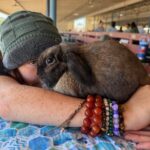Elliot resting with a Holland Lop at the Petaluma rabbit show