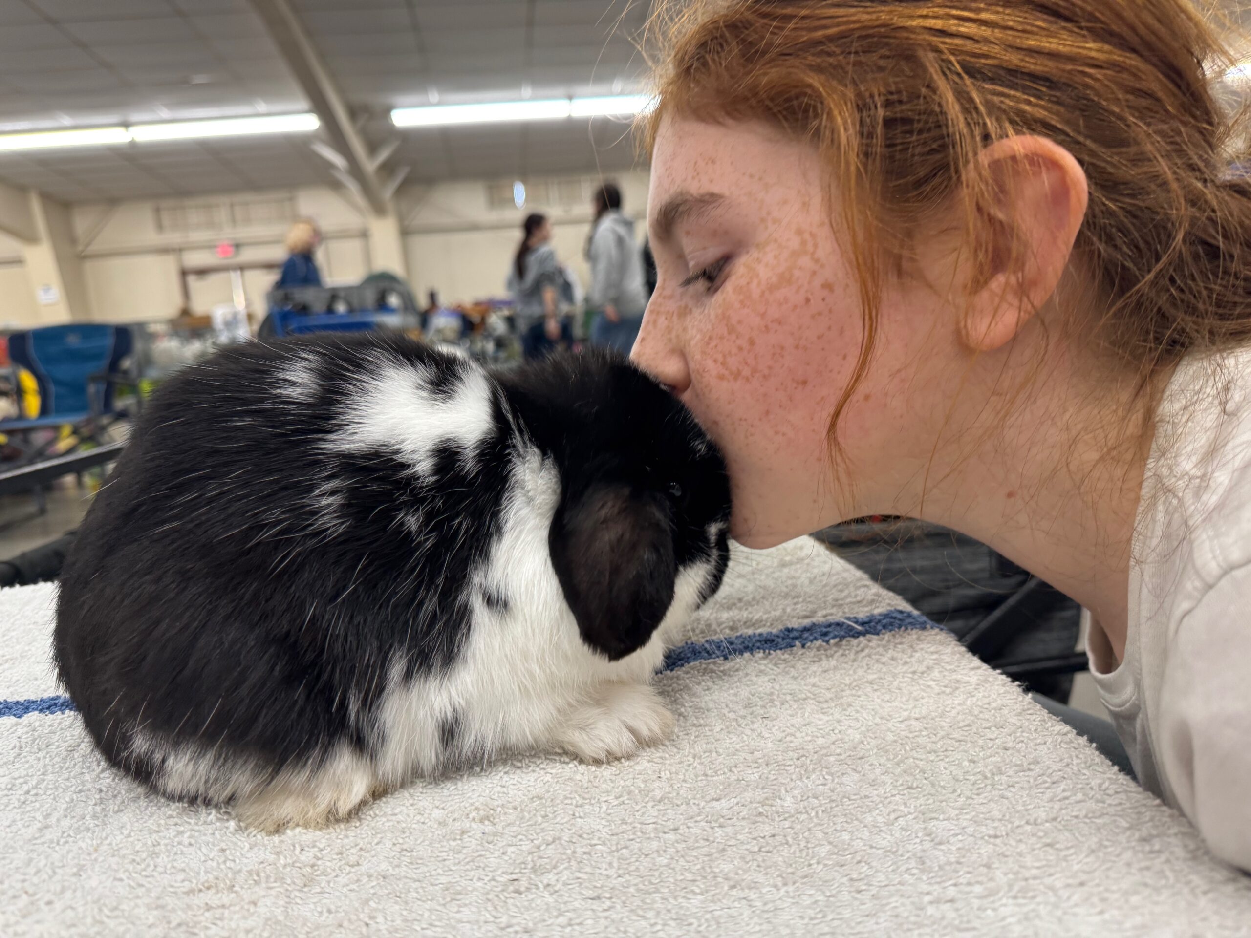 Nose to nose with a Holland Lop